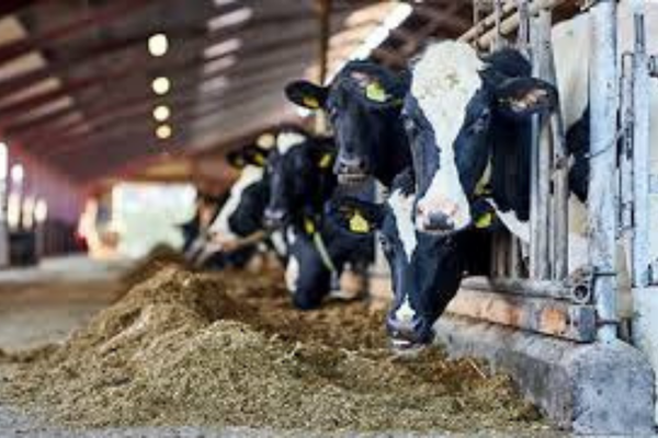 Besi Sığırcılığı Eğitimi